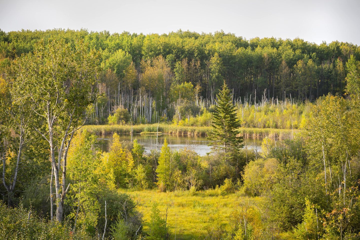 A dense forest in Saskatchewan, representing the province’s sustainable forest management practices.